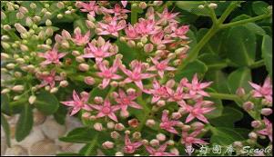 ���ɽ���������������ҩ���Ļ�