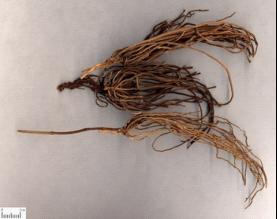 ���ɽ���������������ҩ���Ļ�