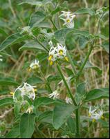 ���ɽ���������������ҩ���Ļ�