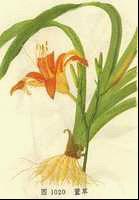 ���ɽ���������������ҩ���Ļ�